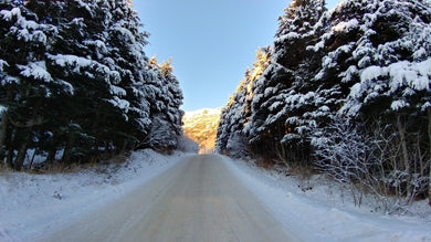 Alaskan Dirt Road Drive Postcard