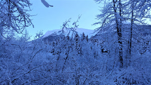 Frozen Mountain View Postcard