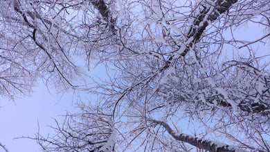 Frozen Skyward View Postcard