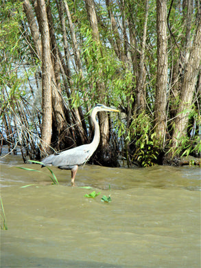 Blue Heron Postcard