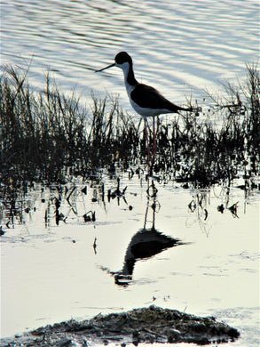 Bird's Reflection Postcard