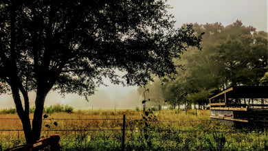 Misty Morning Postcard