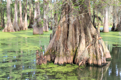 Cypress Tree Postcard