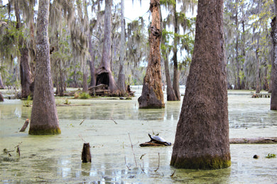 Turtles Basking Postcard
