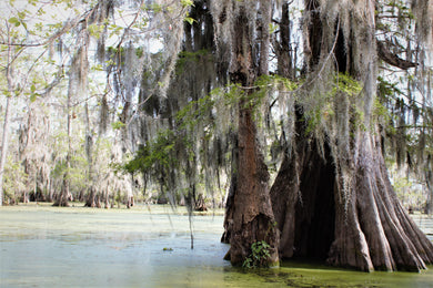 Cypress Hideout Postcard