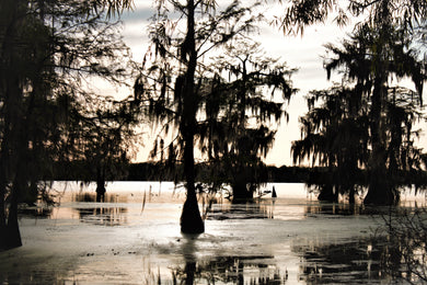 Dusky Lake View Postcard