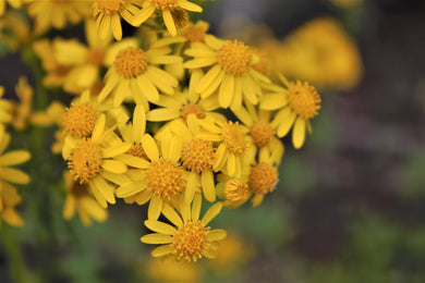 Yellow Swamp Flowers Postcard