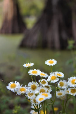 Swamp Beauties Postcard