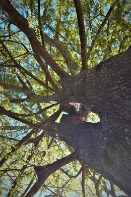 Skyward View Cypress Postcard