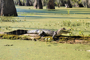 Basking Alligator Postcard