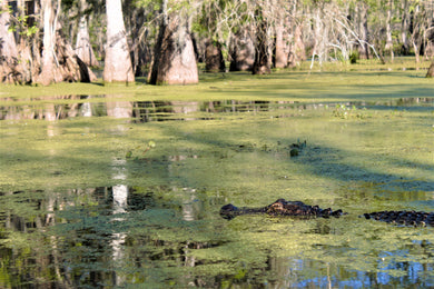 Alligator in Swamp Postcard