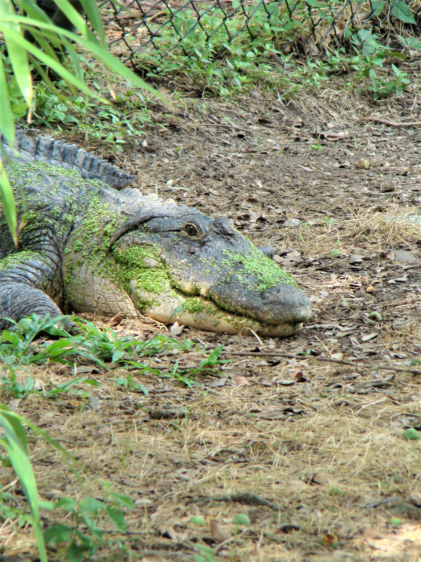 Alligator Resting Postcard